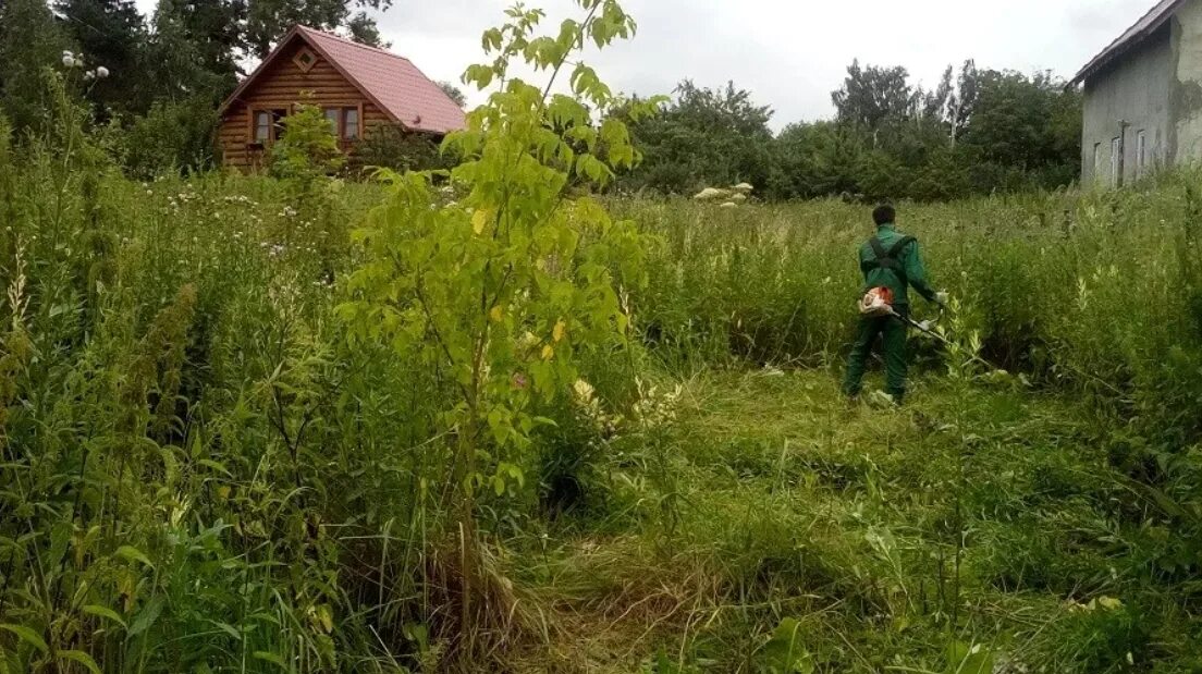 Пустырь заросли. Земля заросшая травой. Земля заросшая травой. Заросшая трава. Заросли сорняков.