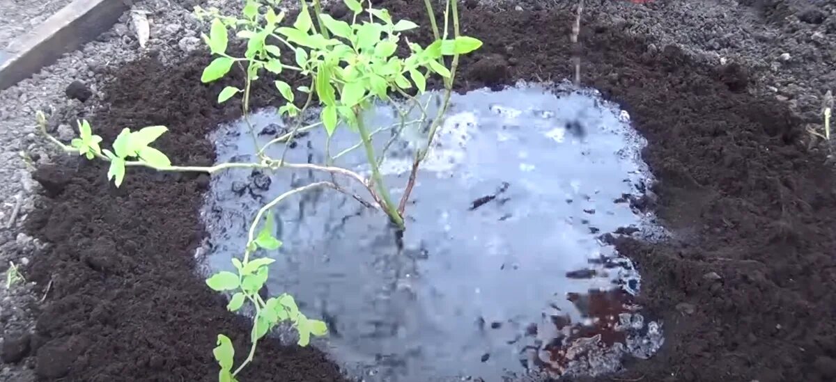 Уход за голубикой садовой весной. Капельный полив для голубики. Садовая голубика полив. Голубика в открытом грунте. Высадка голубики в открытый грунт.