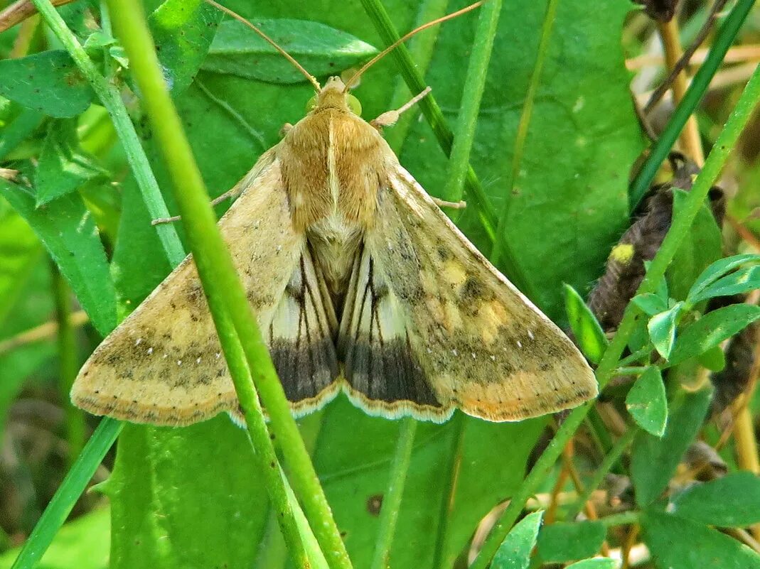 хлопковая совка helicoverpa armigera. хлопковая совка. хлопковая совка. совка карадрина личинка. имаго хлопковой совки.