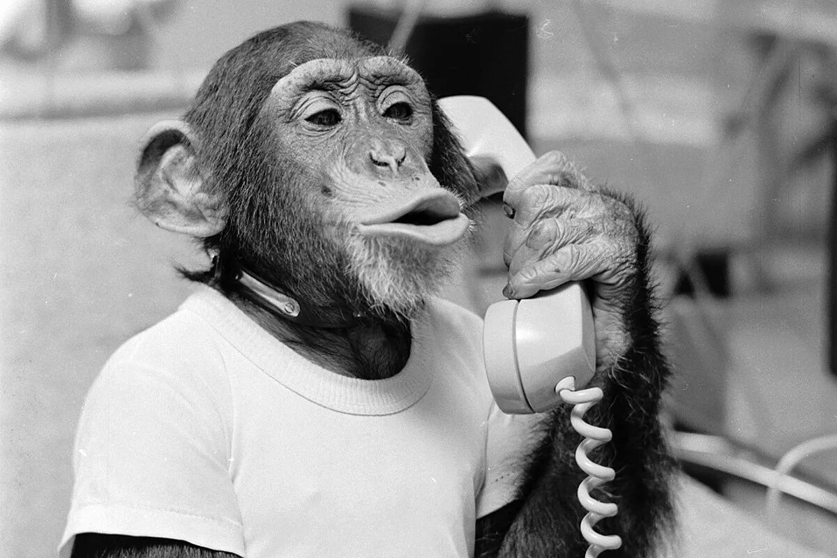 Monkey calling