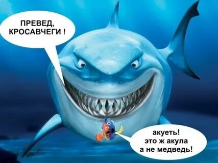 Акула медведь