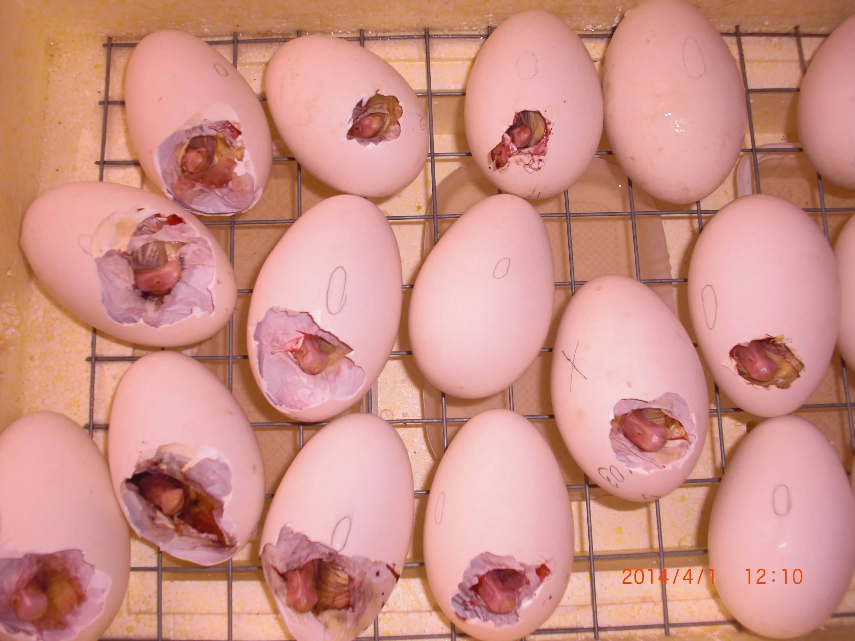 Сколько индюшка сидит на яйцах. Инкубационное яйцо утки. Утиные яйца индоуток. Овоскопирование мускусной утки.