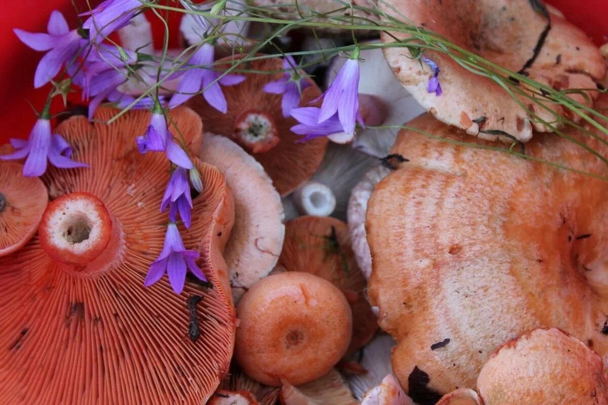 Рыжики грибы. Королевский Рыжик гриб. Рыжики пластинчатые грибы. Рыжик (гриб) грибы. Душистый рыжик