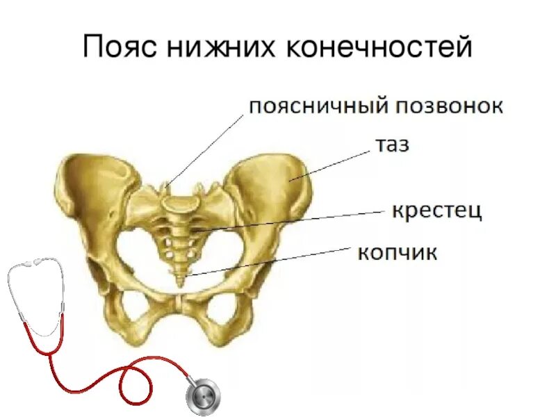 Тазовые кости скелета человека. Скелет нижней конечности тазовая кость. Строение пояса нижних конечностей. Строение скелета человека пояс нижних конечностей. Скелет нижней конечности тазовая кость пояс.