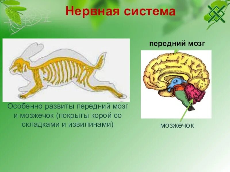 Какой отдел млекопитающих наиболее развит. Нервная система млекопитающих схема. Строение нервной системы млекопитающих. Нервное строение млекопитающих. Нервная система млекоп.