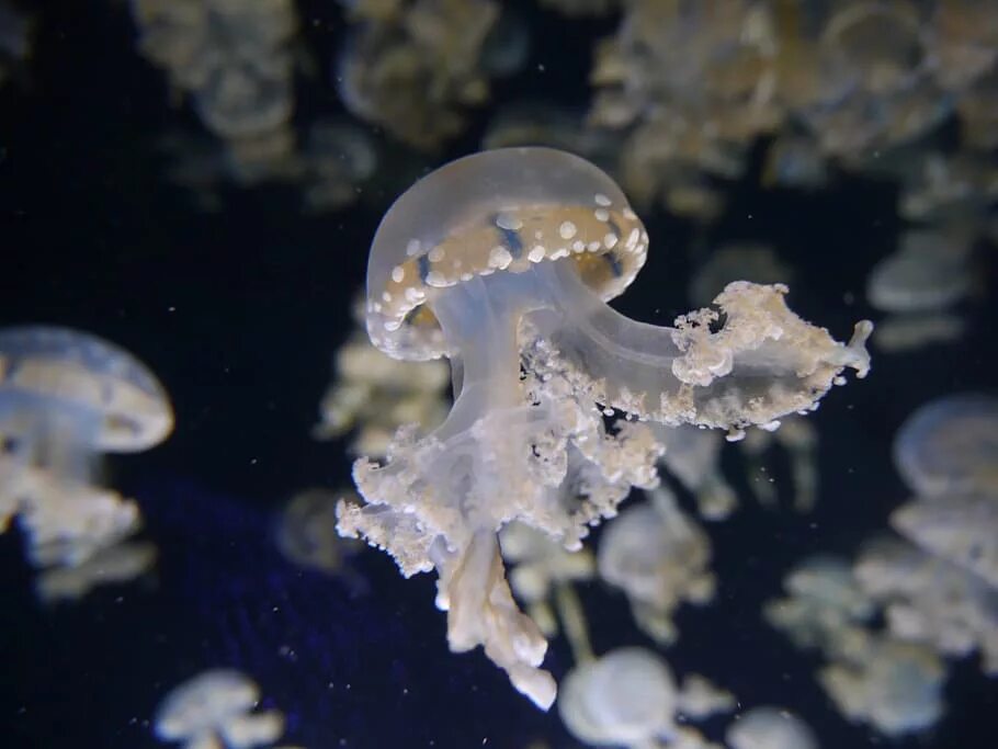 Медуза морской грибок. Белая медуза. Черепаха белая медуза. Медузы белого моря фото и названия.