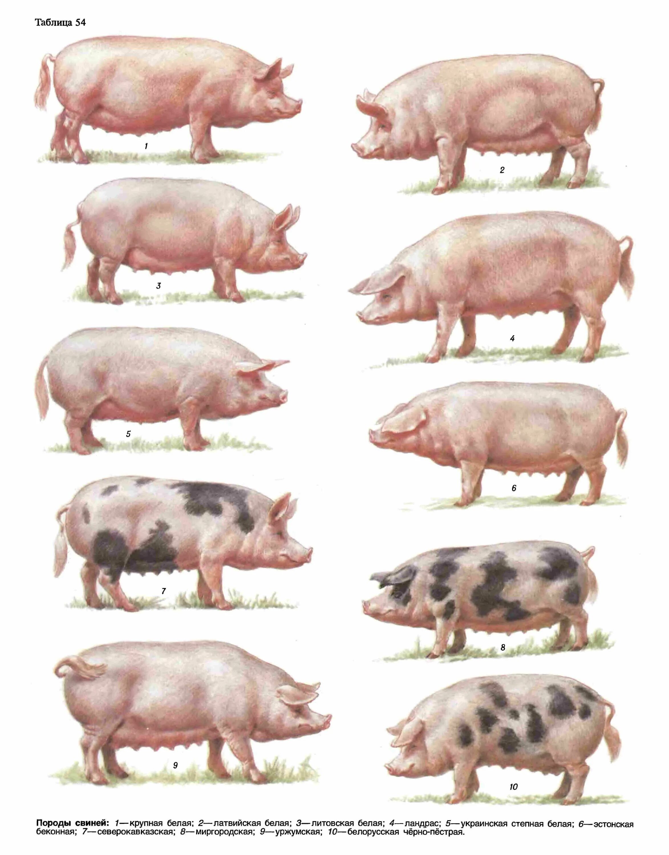 Какая порода поросят. Мясная порода свиней ландрас. Эстонская беконная свинья. Эстонская беконная порода свиней. Темворс порода свиней.