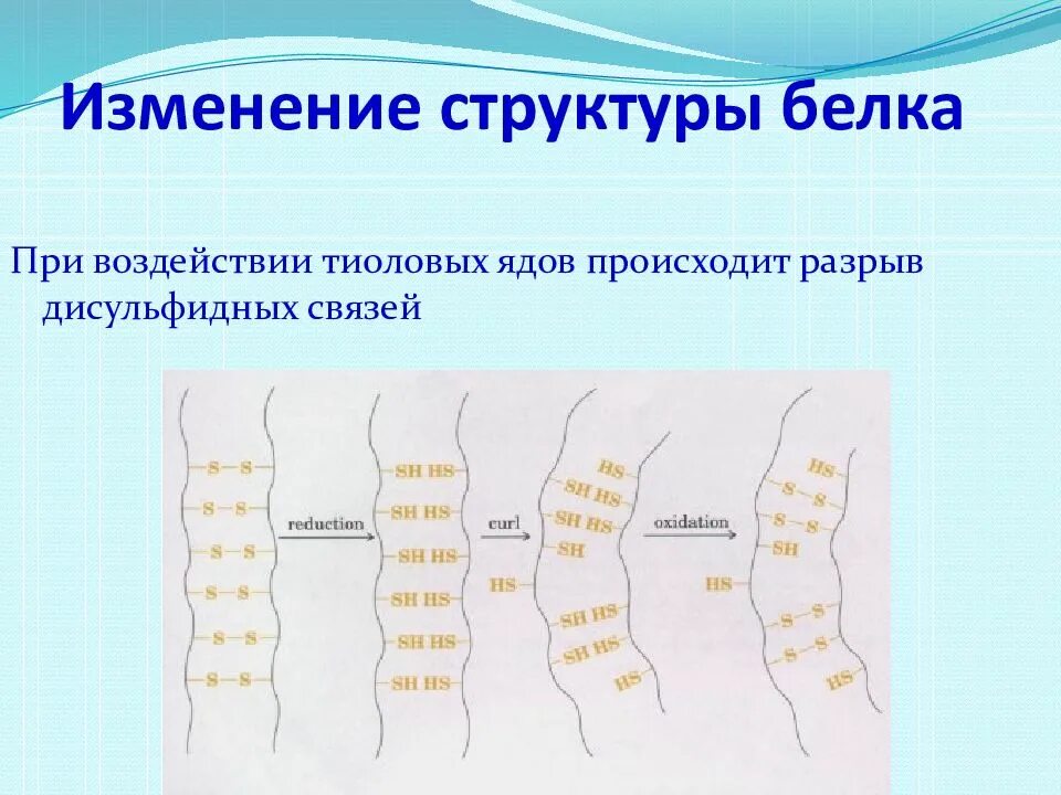 Как меняется строение. Изменение структуры белка. Разрыв дисульфидных связей. Изменение структуры. Модификация в составе белков.