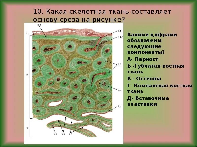 Строение скелетных тканей. Общий план строения скелетных тканей. скелетная ткань. общий план строения скелетных соединительных тканей. костная ткань рисунок.