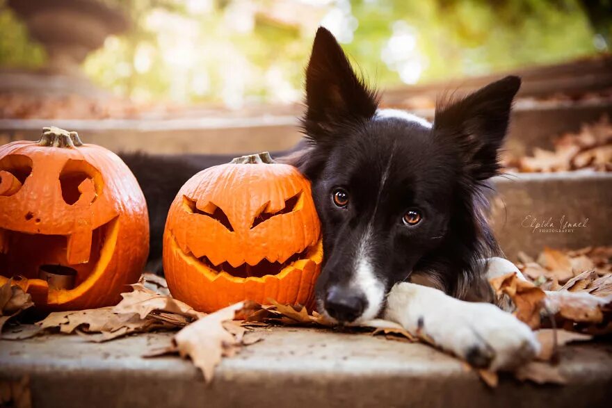 Собака Хэллоуин. Собака и тыква. Halloween, тыквы, собаки. Хэллоуин и питомцы. Можно собакам тыкву