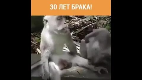 Брак обезьяна обезьяна