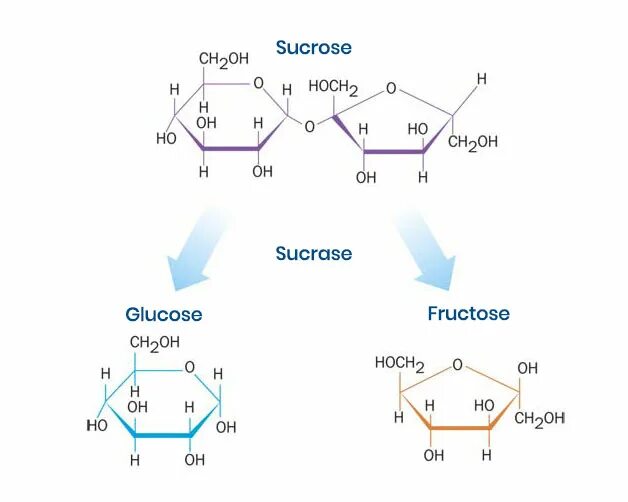 Фруктоза и водород. Sucrose. Sucrose Fructose. Фруктозка в купальнике.