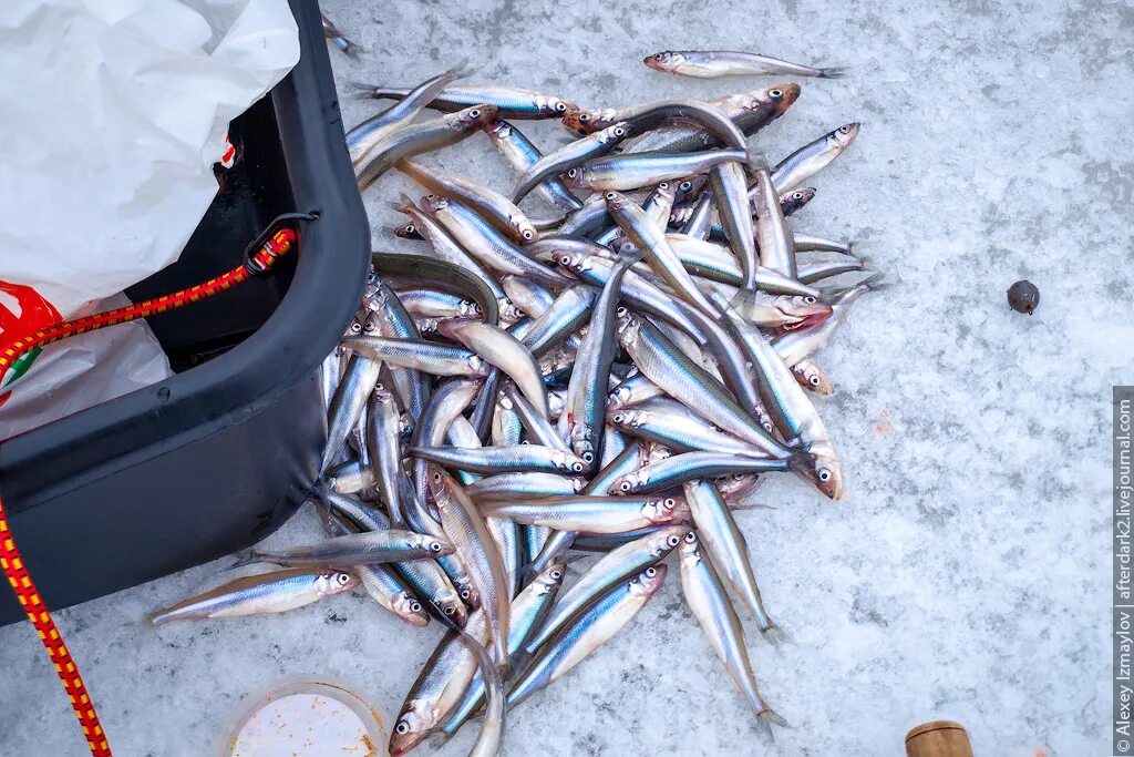 корюшка сахалин. ловля корюшки на сахалине. корюшка на сахалине. корюшка беломорская. корюшка на сахалине.