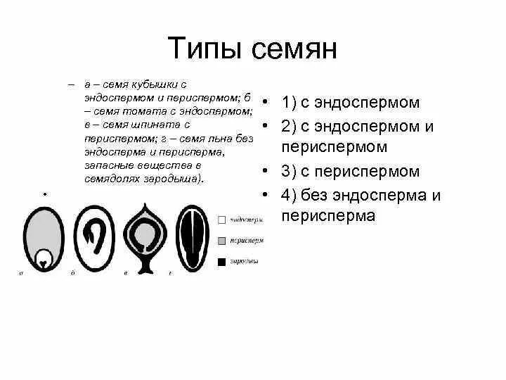 Сколько хромосом содержит эндосперм. Семя строение классификация семян. Семена двудольных растений с эндоспермом и периспермом. Схема семени с эндоспермом. Строение семени типы семян.