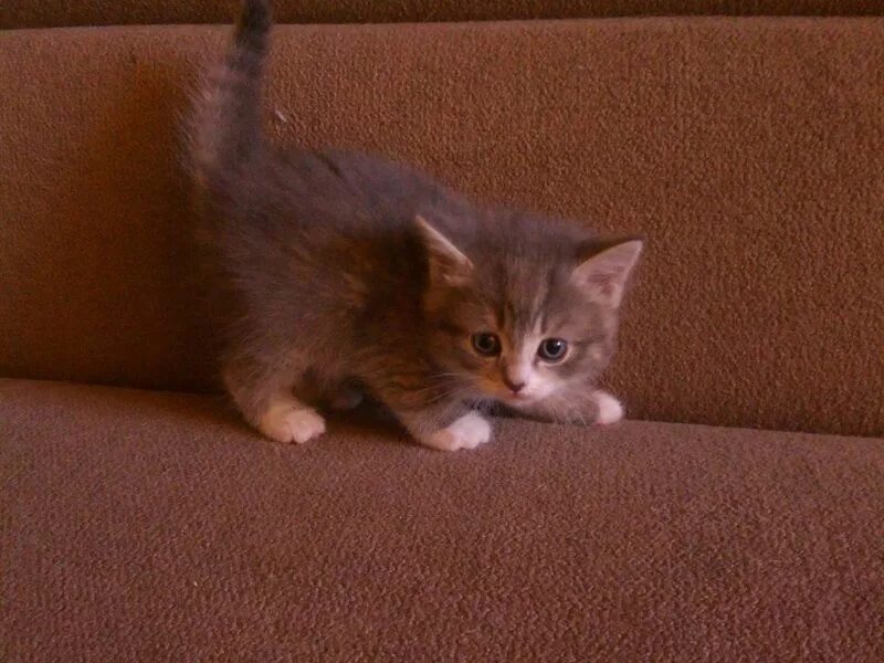 Нижний тагил вагонка. Отдам котенка в добрые руки нижний. Котенок 2 месяца. Отдам котенка в добрые руки нижний. Авито стерлитамак котята в добрые руки.