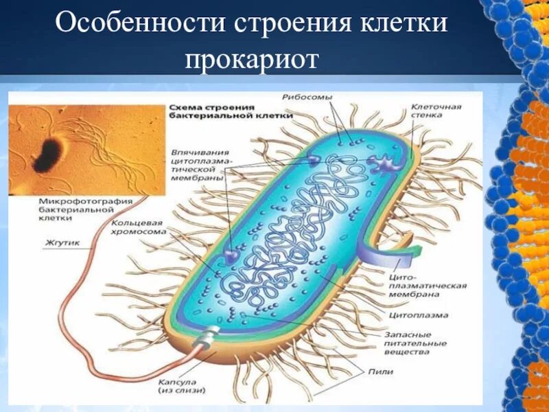 Прокариоты строение функции. Строение прокариотических клеток. Строение бактерии прокариот. Строение прокариотической клетки. Структура прокариотической клетки.