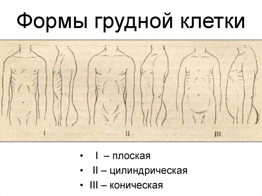 Цилиндрическая, коническая и поверхности вращении. Коническая плоская цилиндрическая. Круговая цилиндрическая поверхность. Формы грудной клетки: плоскую, цилиндрическую и коническую. Линейчатые поверхности начертательная геометрия.