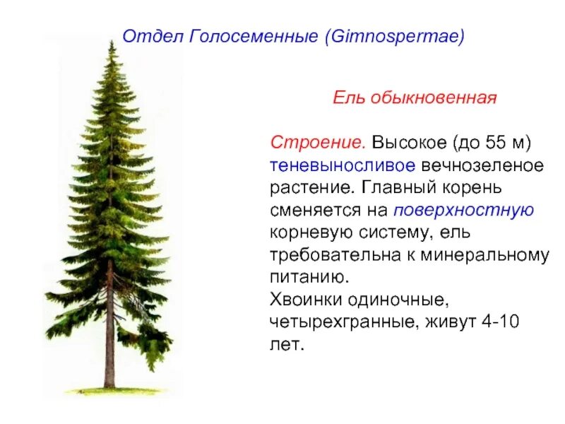 Образ жизни ели. Особенности строения голосеменных ель. Голосеменные ель обыкновенная. Строение голосеменного растения ели. Ель обыкновенная голосеменное растение.