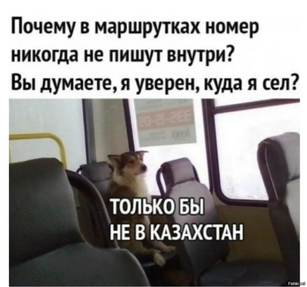 Никуда не устроилась. Собака в автобусе. Котик едет в автобусе. Мемы про маршрутку. Автобус прикол.