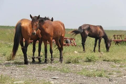 Карачаево черкесская сельское хозяйство