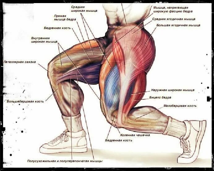 Мышцы в ляшках. Ягодичные мышцы анатомия упражнения. Медиальная широкая мышца бедра упражнения. Упражнения для накачивания четырехглавой мышцы бедра. Мышцы внутренней части бедра анатомия.