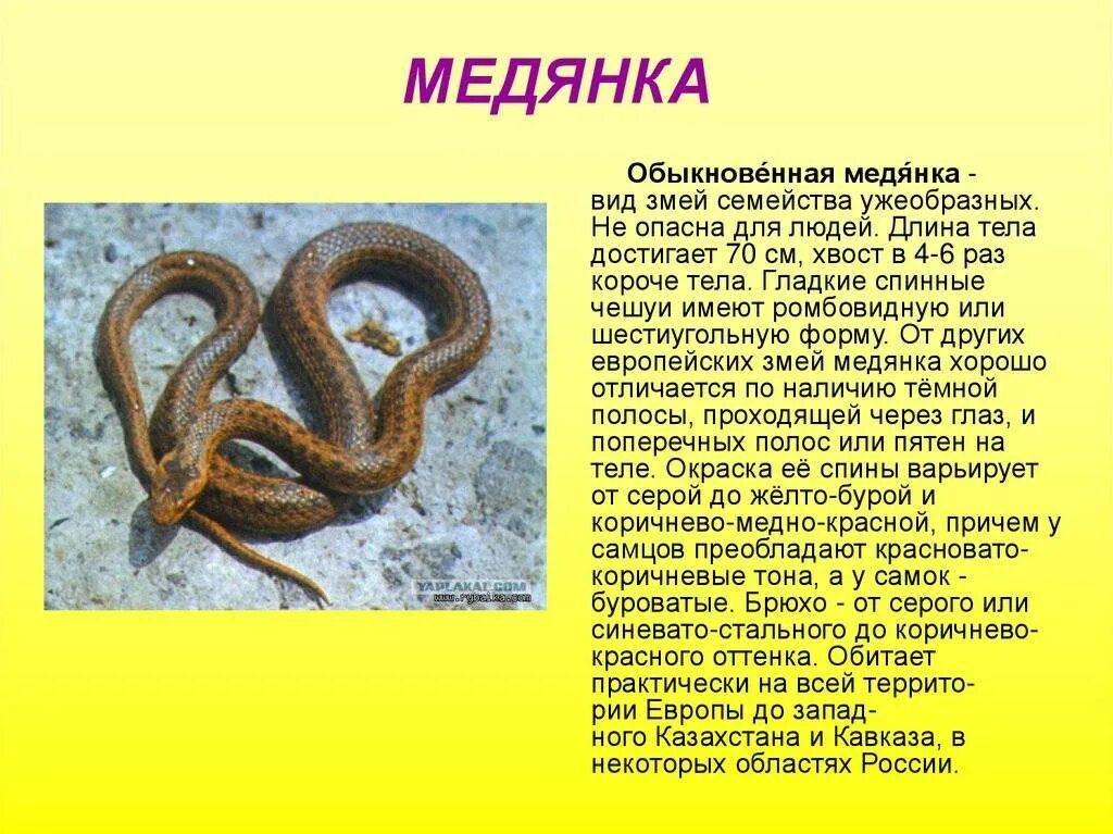 Редкие и исчезающие виды животных нашего края - презентация онлайн