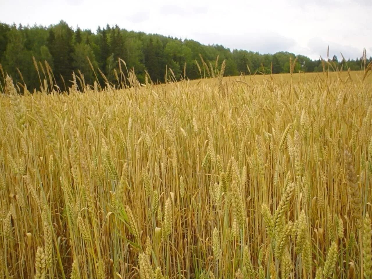 Посев пшеницы. Посев зерновых. Поле озимой пшеницы. Поля с посевами ячьмнни.