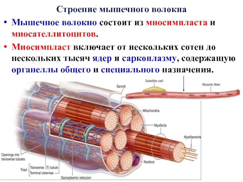 Мышечное волокно это. Строение мышечного волокна рисунок. Мышечное волокно строение миосимпласта. Миосимпласт и миофибриллы. Гистология строение мышечного волокна волокна.