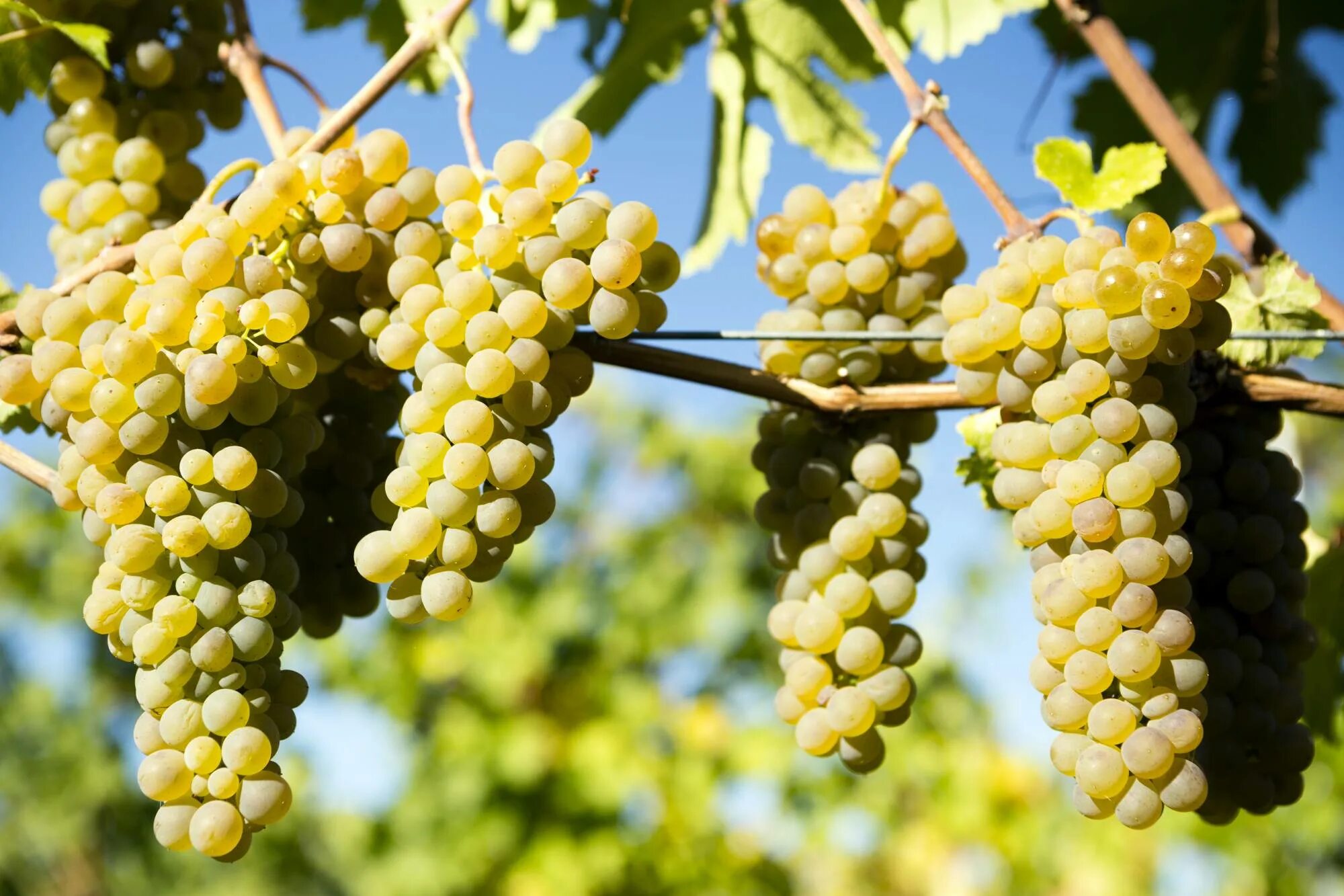 Виноград Вионье. Вионье сорт винограда. Viognier grape variety. Долина Роны сорта винограда.