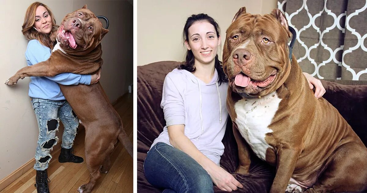 Собака вырастет большой. Собака породы питбуль Халк. Халк собака питбуль Месси. Самый большой питбуль в мире Халк. Питбуль Халк вес.