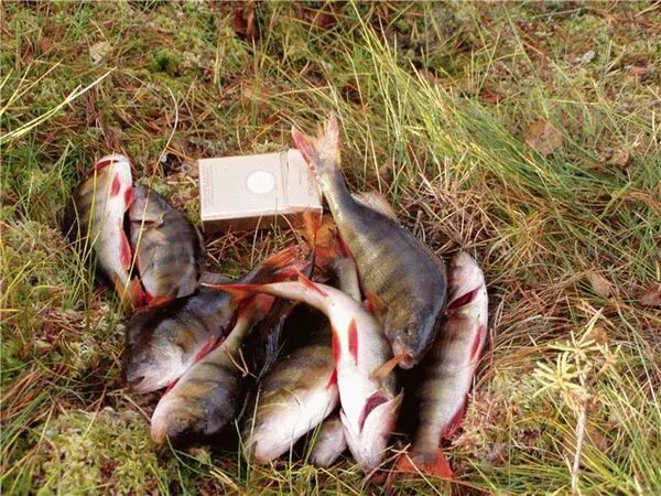 Рыбалка на Сухоне Вологодская область. Рыбы Вологодской области. Рыбалка на белом озере Вологодская. Рыбалка в Вологде. Рыбалка на вологодских озерах
