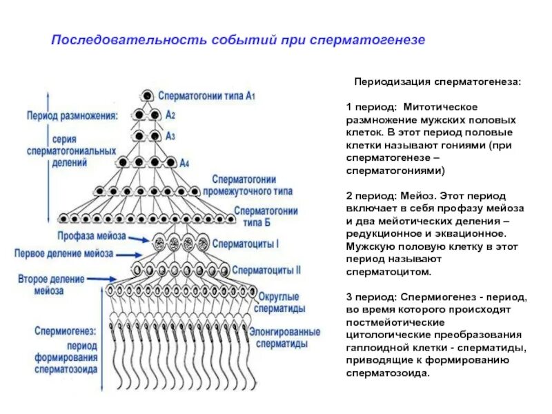 Из каких клеток образуются сперматогонии. Периоды сперматогенеза. Последовательность сперматогенеза. Правильная последовательность периодов сперматогенеза. Сперматогенез периоды события.