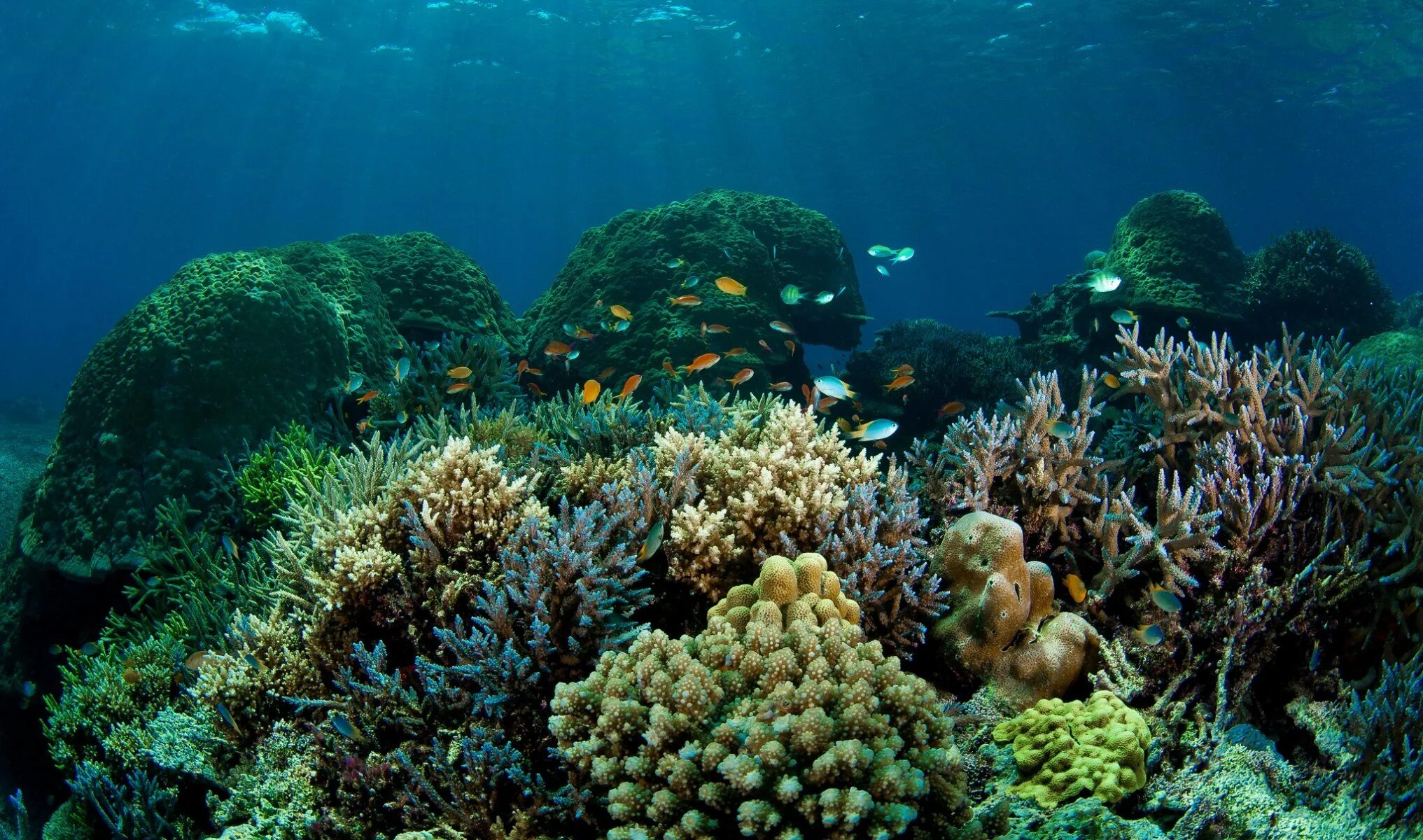 Барьерный риф в тихом океане. Подводный риф риф. Кораллы бентос. Коралловые рифы Средиземного моря. Природное морское образование