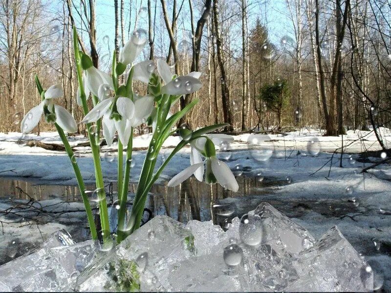 Снег почти растаял. Еськов подснежники. Весенняя Проталинка Левитана. Апрельские проталинки. Пролески, подснежники, крокусы.