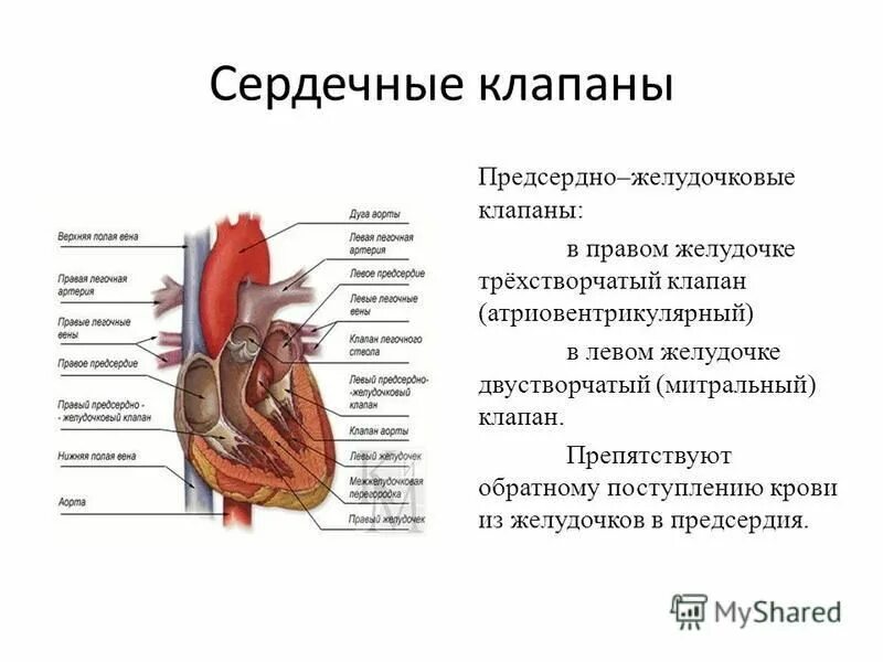 двустворчатый клапан и трехстворчатый клапан. строение клапанов сердца. отделяется от желудочка трехстворчатым клапаном. клапаны сердца аортальный клапан. недостаточность трехстворчатого клапана аускультация.