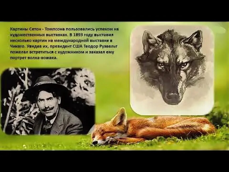 Эрнест сетон-томпсон портрет. Сетон-томпсон иллюстрации к книгам. Эрнест сетон-томпсон вулли. Сетон томпсон виннипегский волк. Чинк сетон-томпсон.