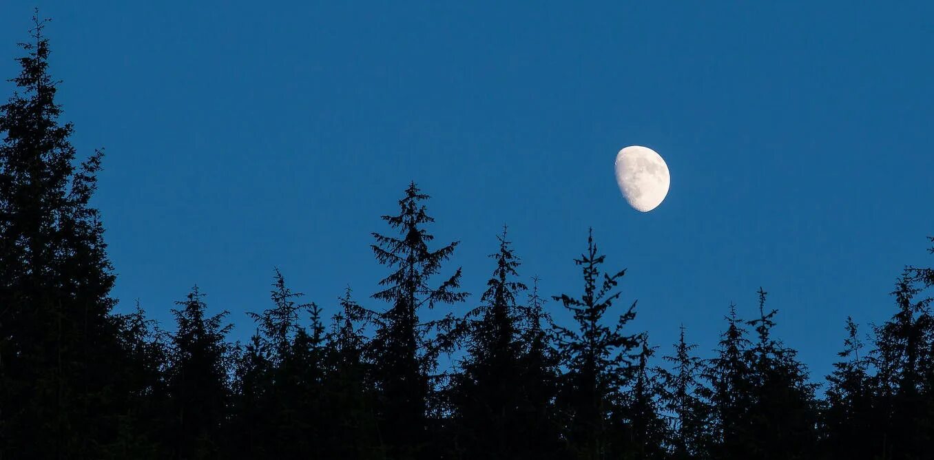 Явление две луны. Природа Луны. Три Луны на небе. Луна на небе полулуние. Фазы Луны в небе над лесом.