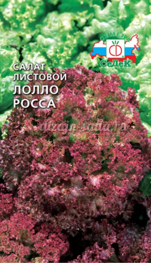 Салаты сорта для подмосковья. Салат сорта лолло росса. салат листовой лолло росса. лолло росса трава.