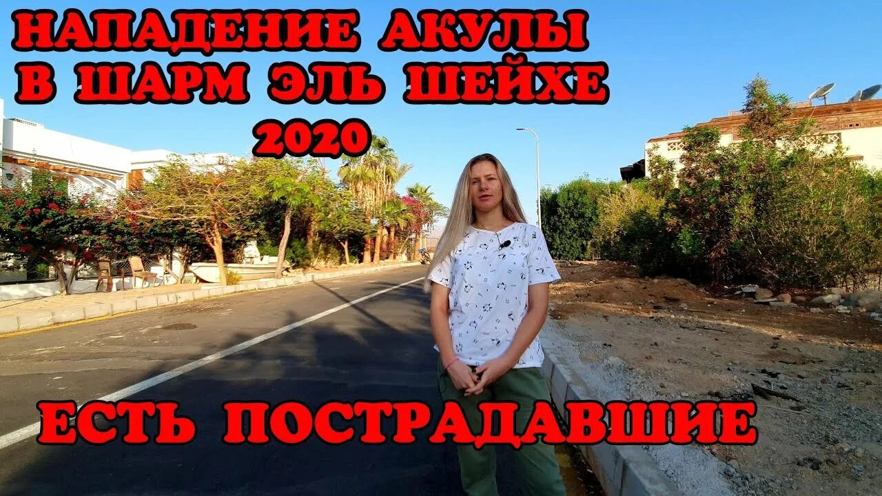 Акула в шарме сентябрь 2025. Акула в шарме сентябрь 2025