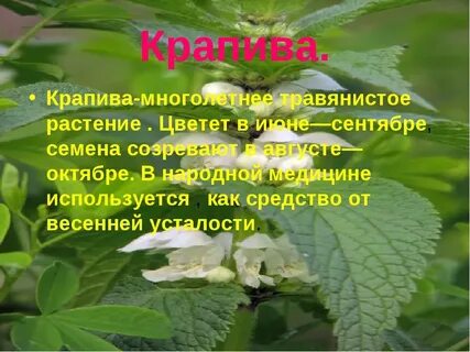 Крапива 3 класс