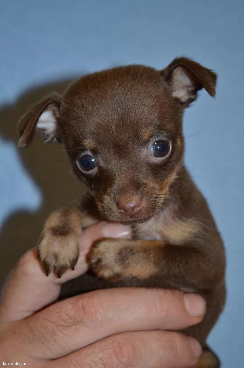 грустная тойчик. той терьер черный. той терьер воронеж.