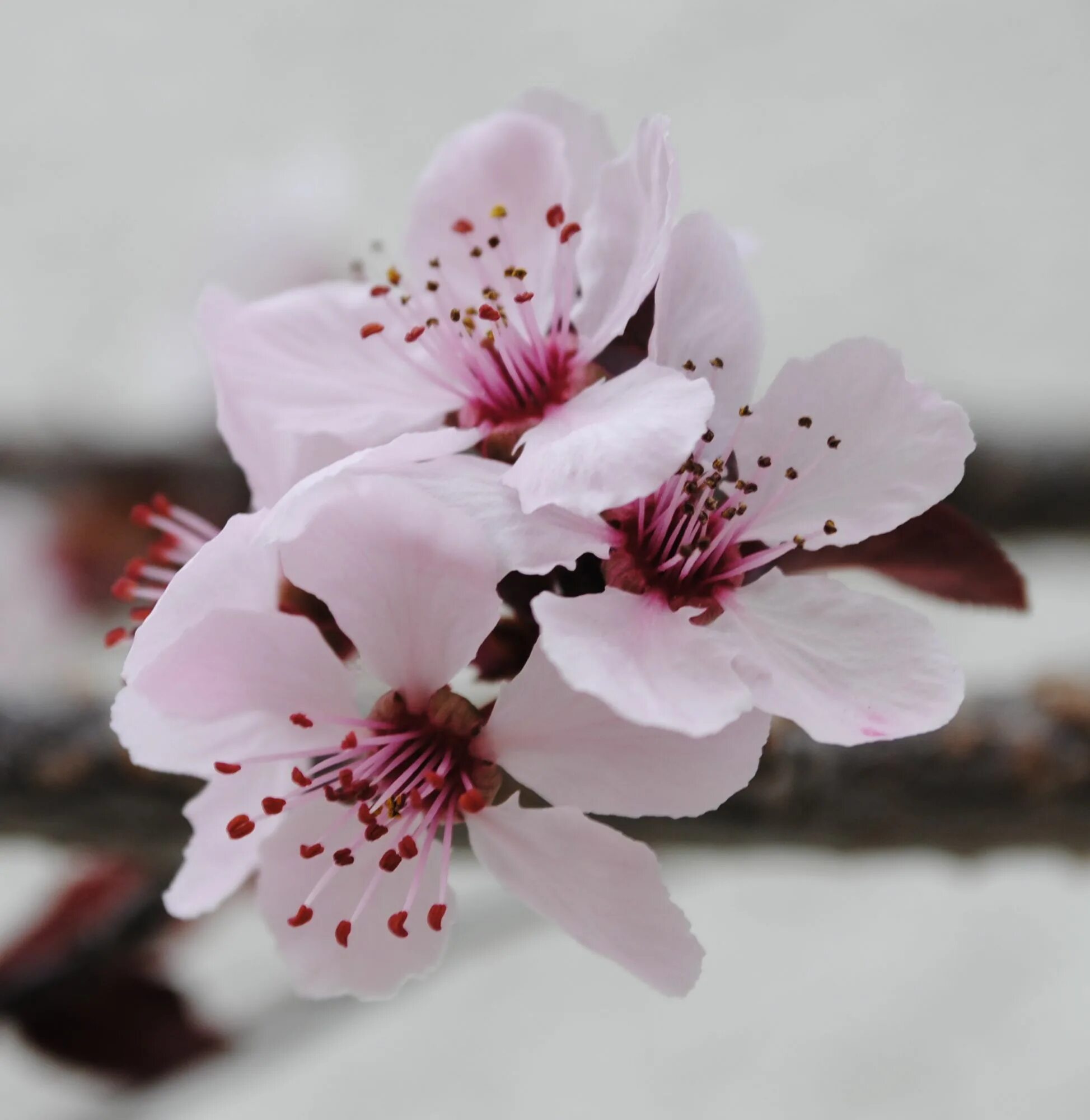 Plum blossom. Китайская вишня цветы. Цветы акварелью ветка вишни. Jo Plum Blossom.