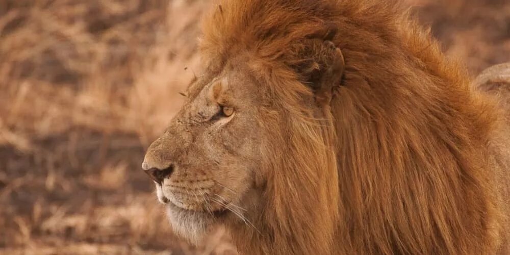 Львица. Lions in the zoo. Львы любовь. Гордые львы. Львиная морда.