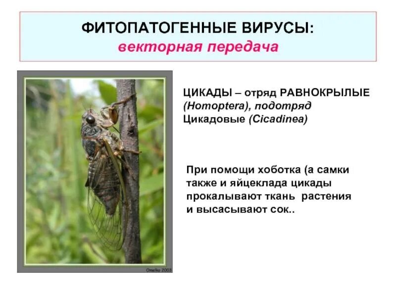 К какому отряду относится цикада равнокрылые. Отряд цикады представители. отряд насекомых равнокрылые представители. отряд равнокрылые среда обитания.
