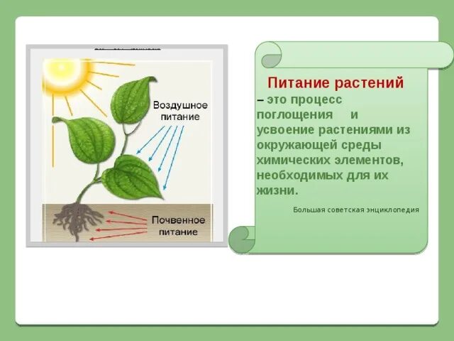 Процесс питания и дыхания растений. Питание растений. Питание и пищеварение растений. Процесс питания растений. Процесс питания у растений происходит.