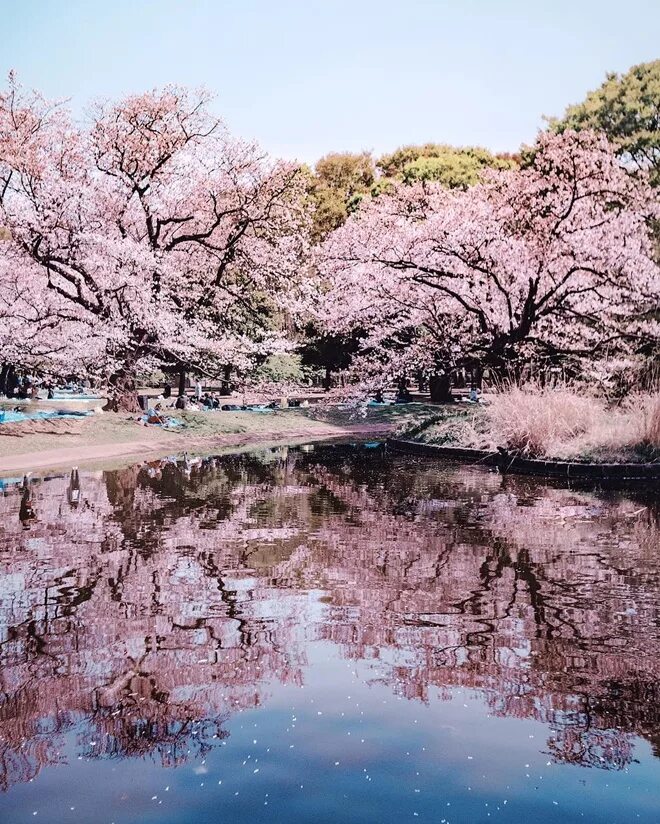 Йокогама Япония цветение Сакуры. Шанхай цветение Сакуры. Киото в период цветения Сакуры. В Японии зацвела первая Сакура. День цветущей сакуры