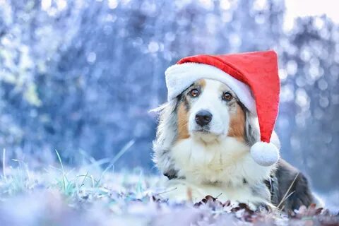 Новогодние картинки с собаками