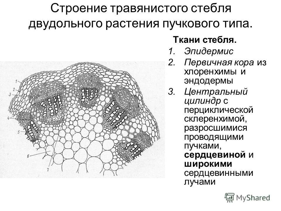 Проводящие элементы корня