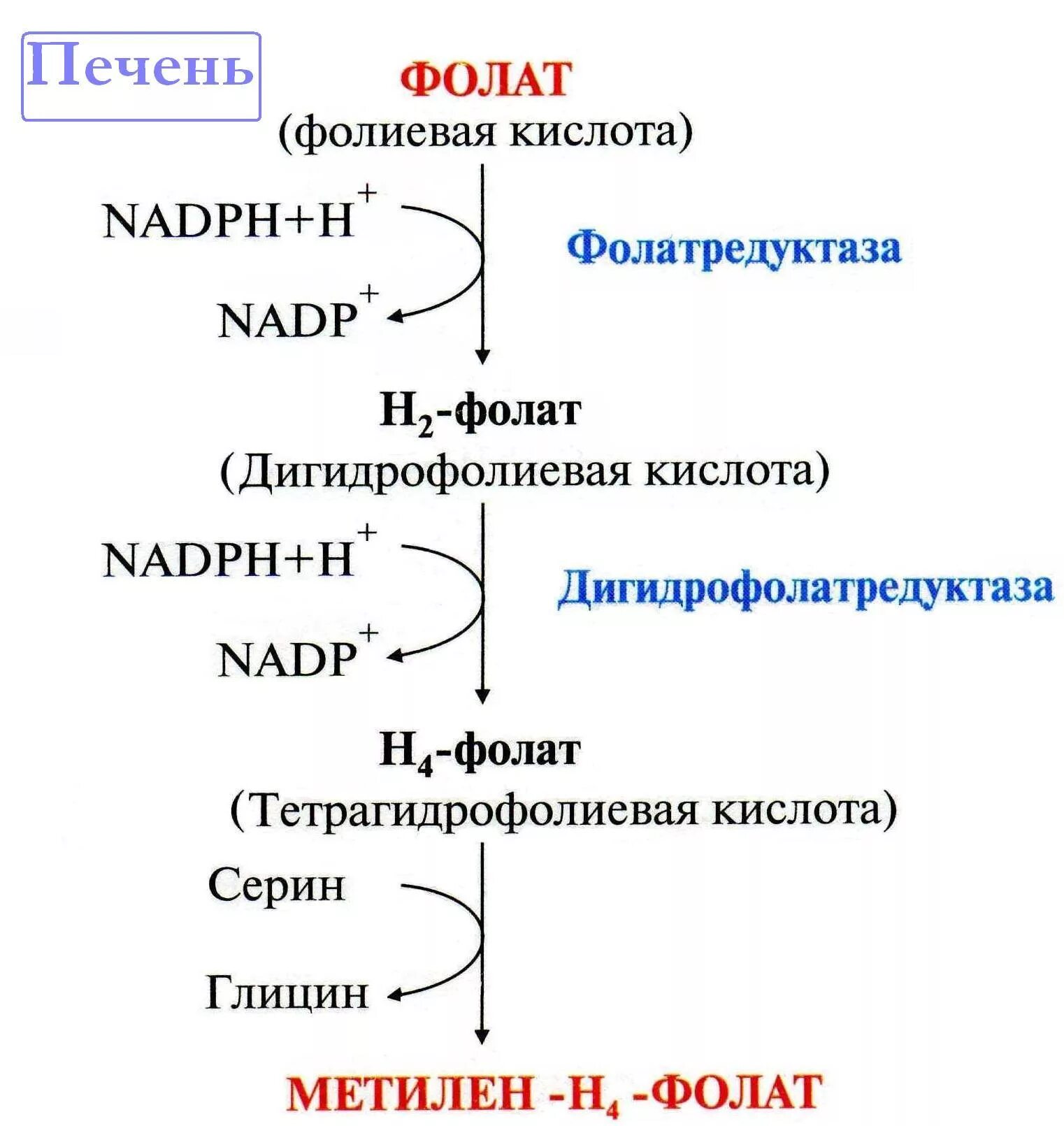 Схема образования коферментов производных фолиевой кислоты. Синтез фолиевой кислоты схема. Производные кофермента фолиевой кислоты. Синтез н4 фолата.