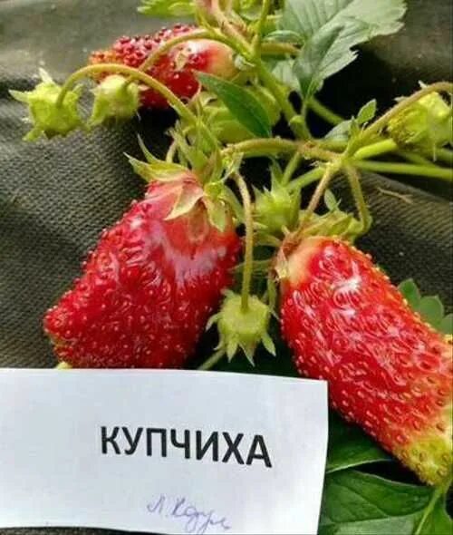 Купчиха клубника купить фото. Земклуника Купчиха. Купчиха земклуника семена. Клубника Купчиха семена. Саженцы клубники Купчиха.